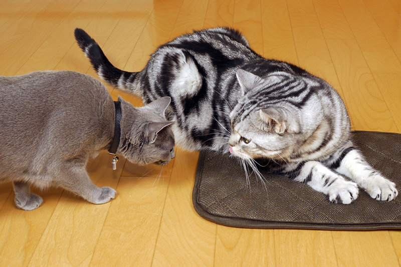 『ホントにたニョしい電子ニャバコ ～ えニャび方からニャスタマイズまで』ってニャにかしら？　本らしい。うかちゃんは字が読めないからつまんニャいナ。ぼくも読めません。ニャ。ニャ。的な