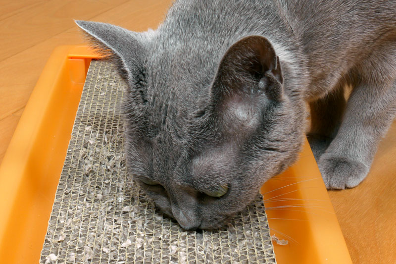 爪とぎを嗅ぎまくりのうか様。フカフカフカ、みたいな音を出す