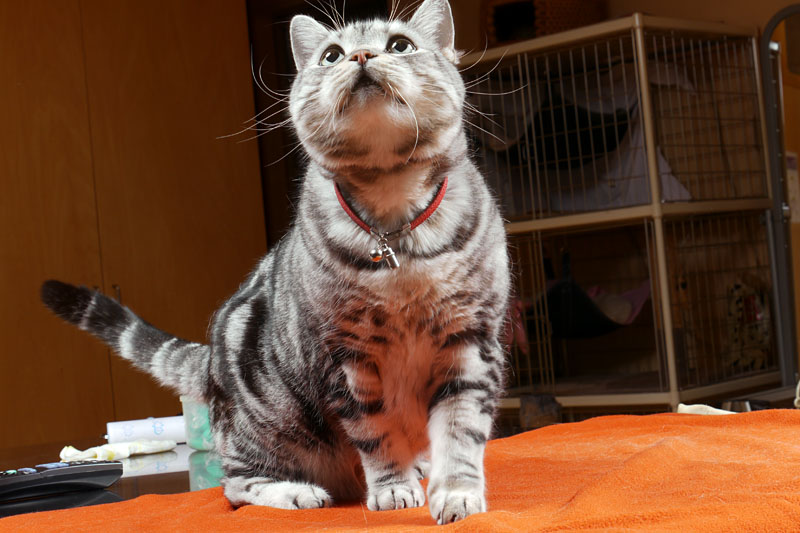 ヒゲを立てて目をキラキラさせてテレビ画面に興味を示すとろ様