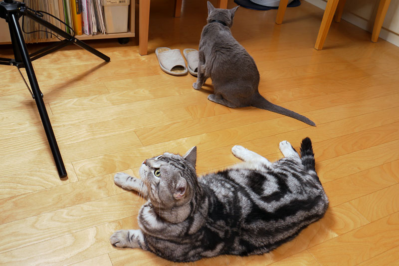 ニャーメンてニャにかしら？　明るさらしい。明るいと猫の目が怖い感じになるわね。怖い感じだよね。ニャ。ニャ。的な