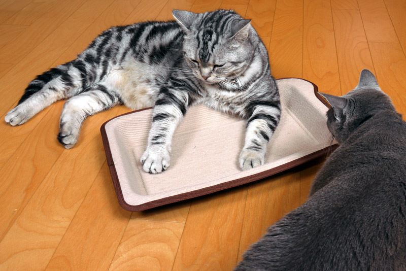 フィニュムってニャにかしら？　貼るらしい。貼られたらヤよね。貼られたらヤだね。ニャニャ。ニャ。みたいな。