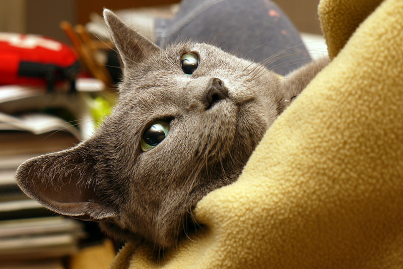 (2)徐々に眠くなったりするが、抱かれたままでは寝ない