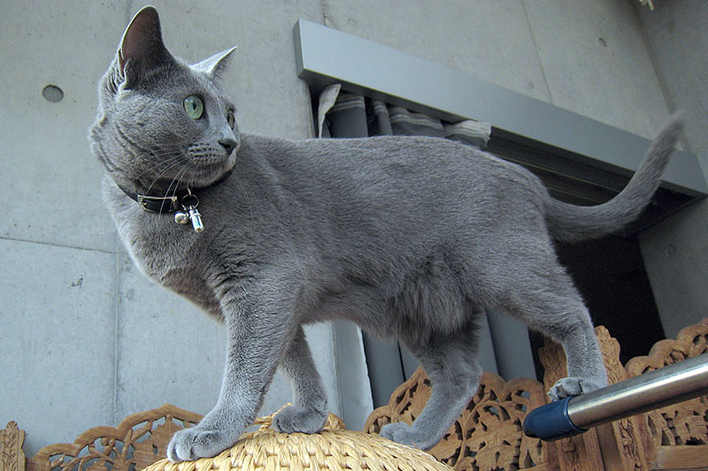 床上約150cm程度の高所をウロウロしているうか様。こういう高さから人の肩にニャンプで乗ったりする