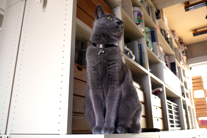 (6)ニャンですか状態を下から見たところ