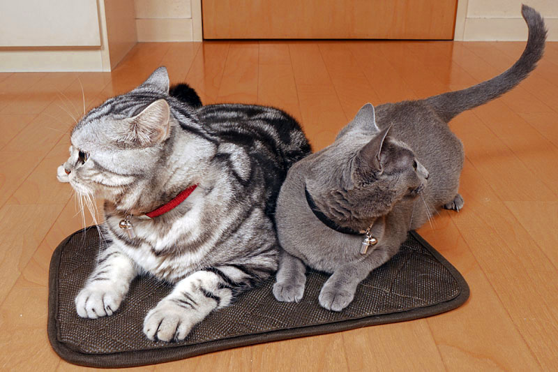 ニャイクニョニョフトってニャにかしら？　フィンガープニントだよ。それは前回ですよ。あニャニャニャ。ニャ。ニャニャ。的な。