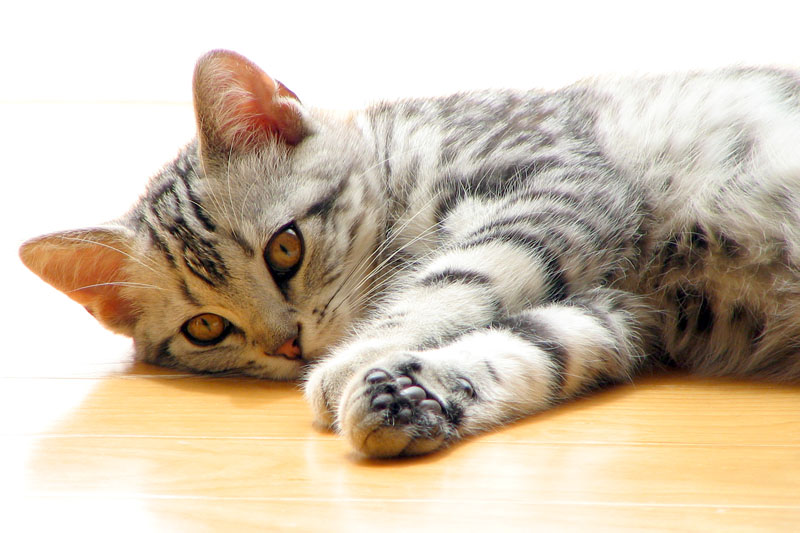仔猫の頃はヒゲも短いのだ