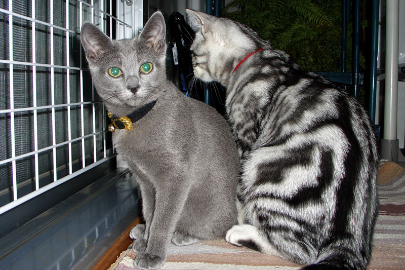 両者1歳未満の仔猫ですな