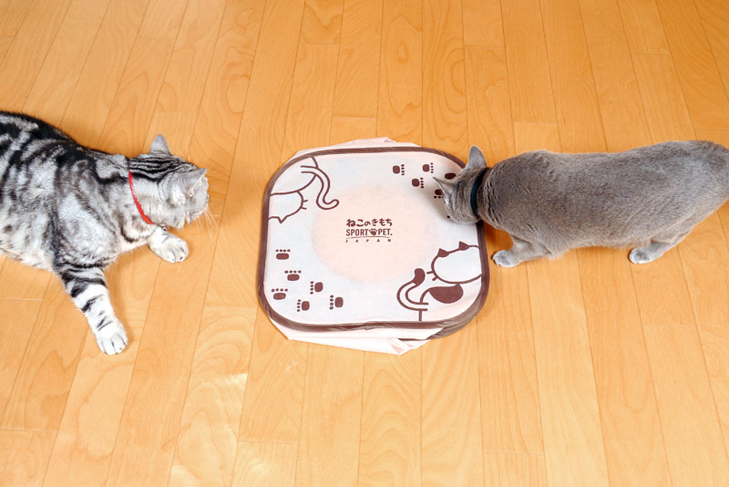 フーニューってニャにかしら？　危険らしい。うかちゃんは危険なことに興味があります。ぼくは危険なことは危険なので嫌いです。ニャニャニャ。ニャニャニャ。みたいな