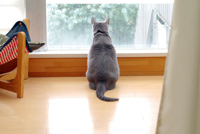 (1)あ。鳥。おまえは～おまえは～