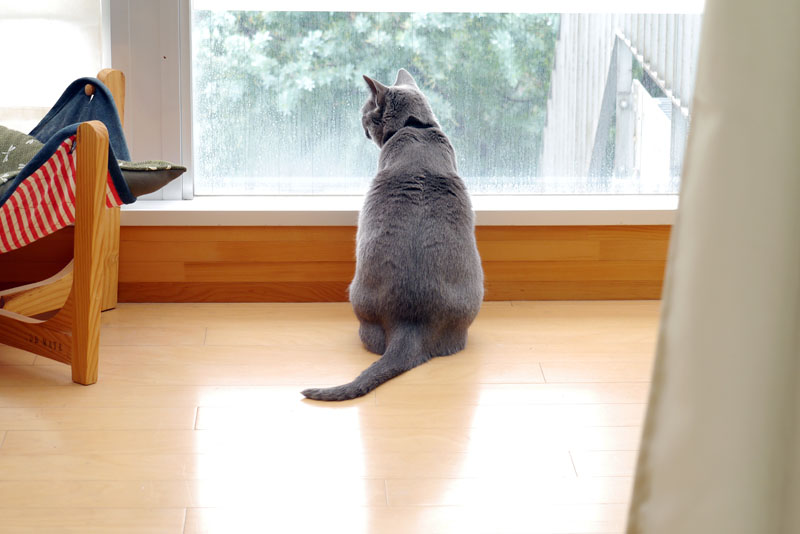(2)あ。こっちにも。カカカカカカ