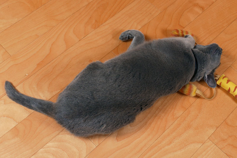 (1)あっこれはまたたび。頭でスリスリしてしまうんです