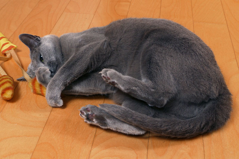 (3)酔っ払ったニャ。全体的によくわかんニャいんです～