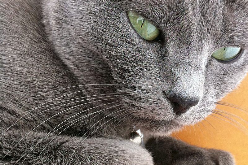 若干目つきが悪いけど毛並み最高の拙宅猫うか様。首のあたりの柔らかい毛はウルトラポスの追従を全然許さないレベルの美しさだ