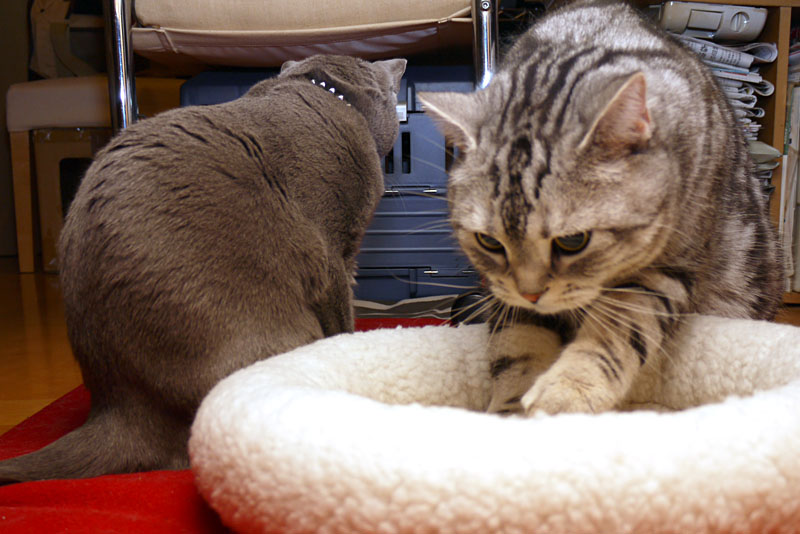 ウニュトニャポスってニャにかしら？　糸らしい。うかちゃんは糸にパンチして遊びたいニャ。ぼくもです。ニャ。ニャ。みたいな