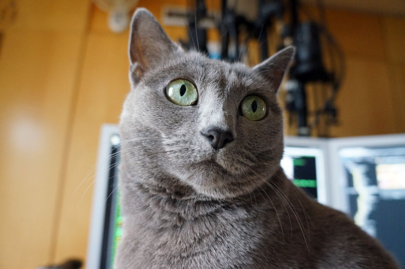 (2)おまえはおまえは。下から見てるニャ。ニャニャニャ。