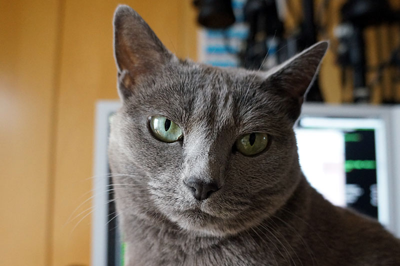 (3)おまえはおまえは。目を見つめても平気ニャんですよ。