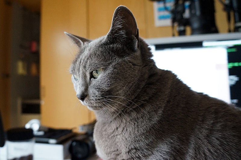 (4)飽きてきた。でもどきませんよ。でも飽きてきたニャ。