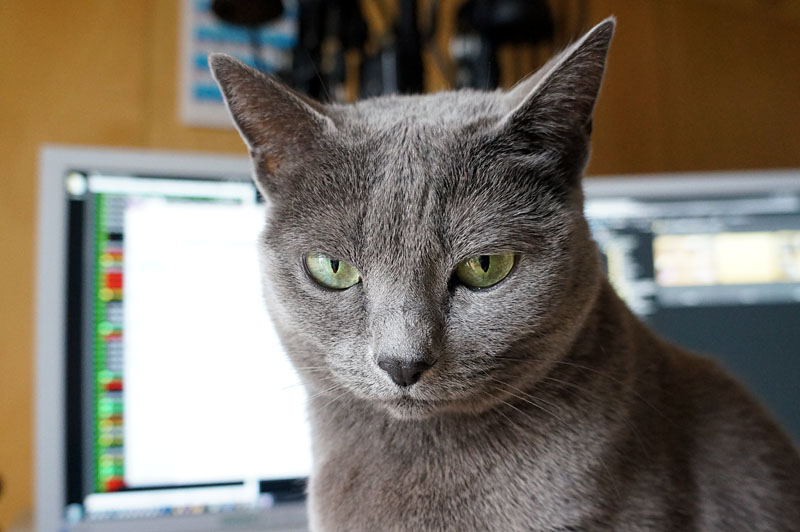 (5)あ。おまえはおまえは。ニャんですか。ニャんですか。