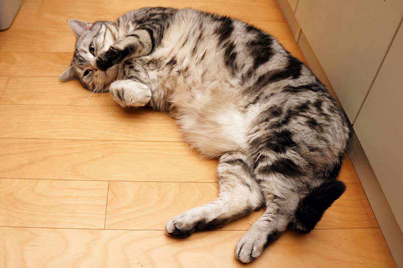 (4)あ。無理。ぼぼぼ、ぼくは裏返っちゃう猫なんです。