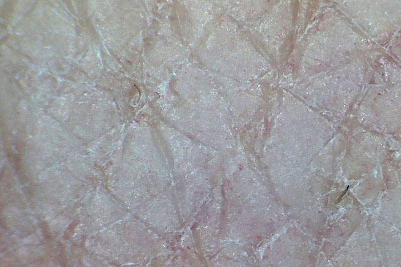 手の甲の皮膚。頭皮とか鼻の頭なども拡大して見ることができるわけだが、比較的にグロい映像となってしまうため自粛。でも見るとおもしろい。