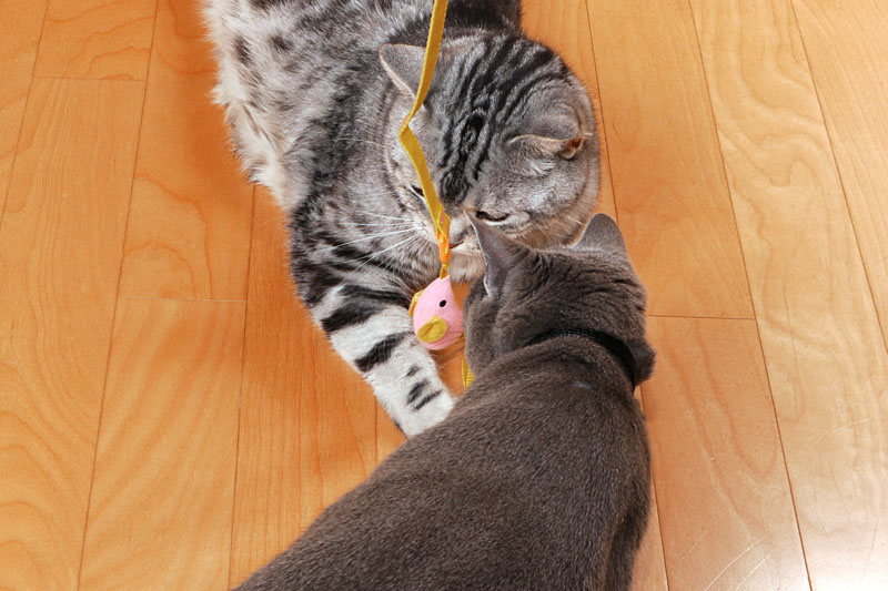 ニャイクニョスコープってニャにかしら？　拡大らしい。拡大ってニャにかしら？　猫だからわかりません。ニャニャニャ!!　ニャニャ。みたいな。