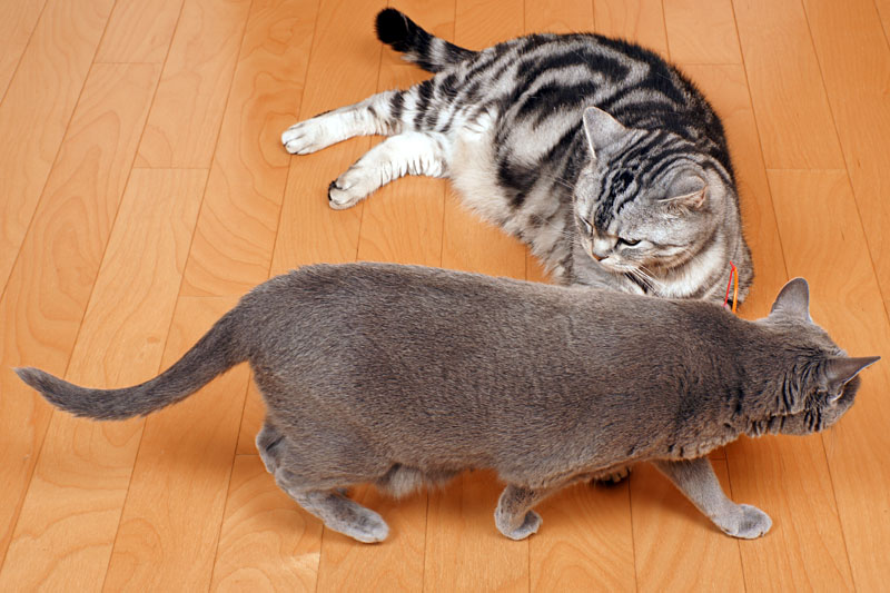 ニェクスケニャってニャにかしら？　ニャけどらしい。うかちゃんは熱いものには近寄りません。ぼくもです。ニャ。ニャ。みたいな。