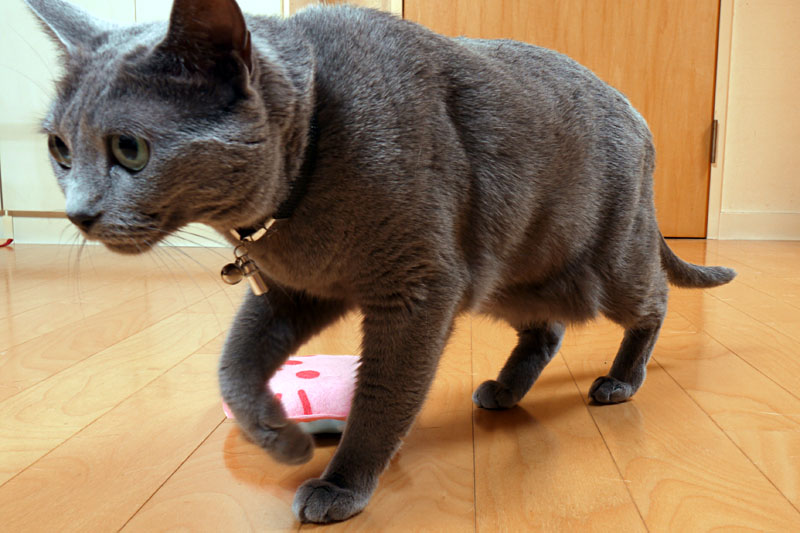 (3)あくびをして約39秒佇み、どこかへ去って行った。