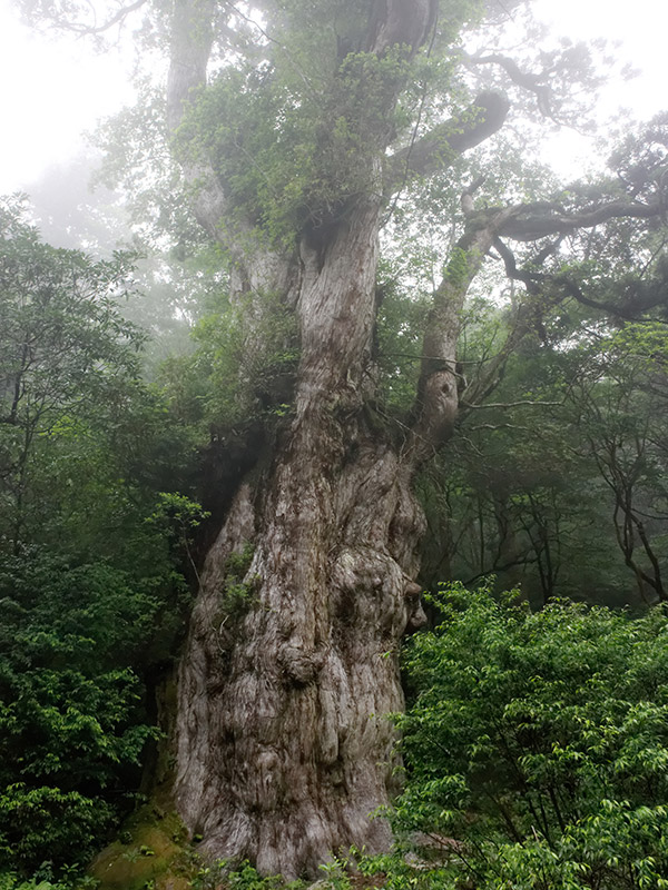 もちろん最終目的地の縄文杉もバッチリ