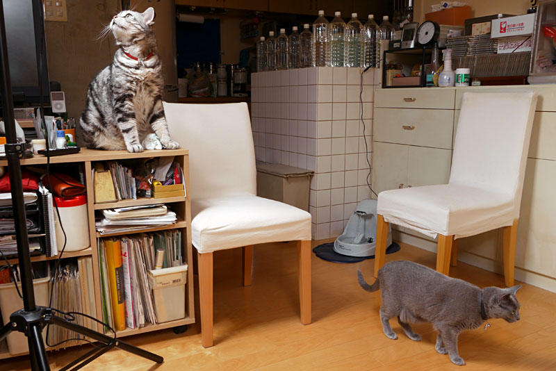 まニャ板立てってニャにかしら？　タブレットらしい。うかちゃんはタブレットに座ります。ぼぼぼ、ぼくもです。ニャニャ。ニャニャニャ。的な。