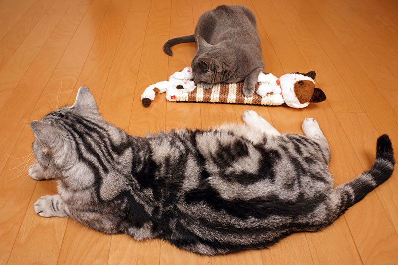 うかちゃんはトートバッグがあれば中に入ります。ぼぼぼ、ぼくは横倒しのトートバッグになら入ります。ニャニャニャ。ニャニャニャ。的な。