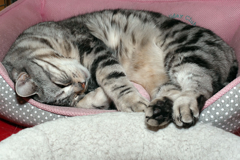 (3)近接撮影しても寝続けている。