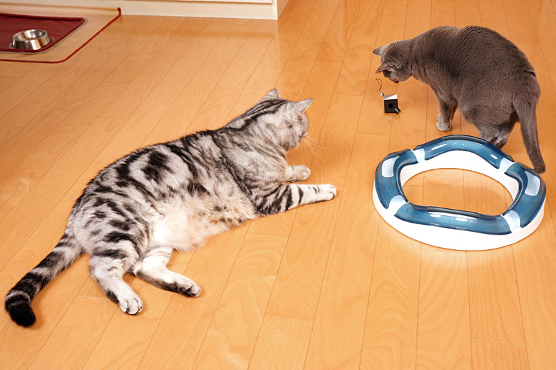 ニャンハッタンってニャにかしら？　遠いところらしい。遠いのはイヤね。遠いのはイヤだし外もイヤです。ニャ。ニャ。みたいな。