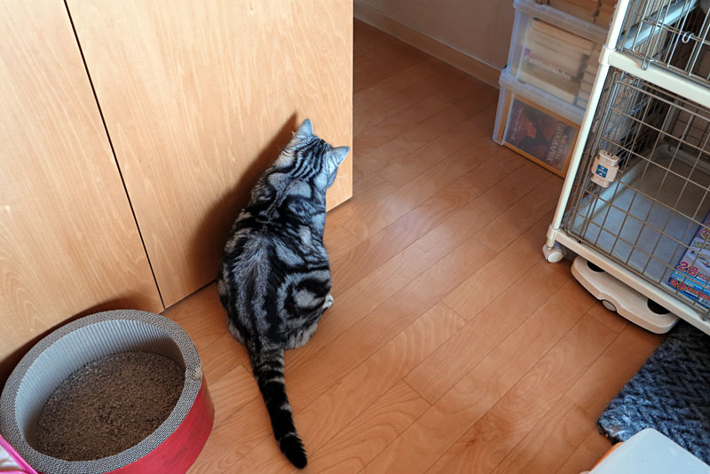 (2)待ち伏せをするニャ。そして捕まえるニャ。