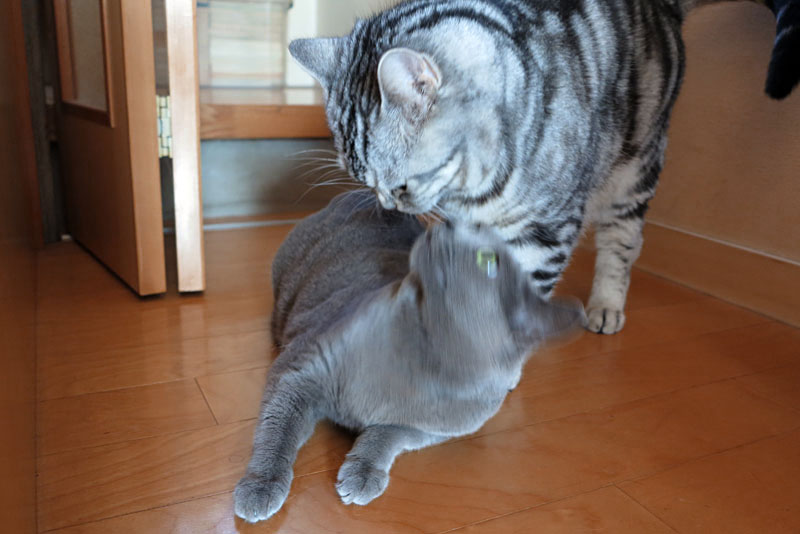 (5)おまえは。おとなしく遊ぶニャ。おまえは。