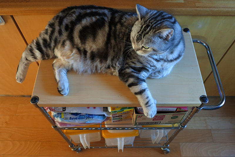 (1)ぼぼぼ、ぼくはこの台の上が好きなんです。