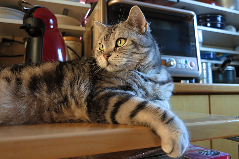 (2)あ。うかの予感。ニャニャ……違ったニャ。