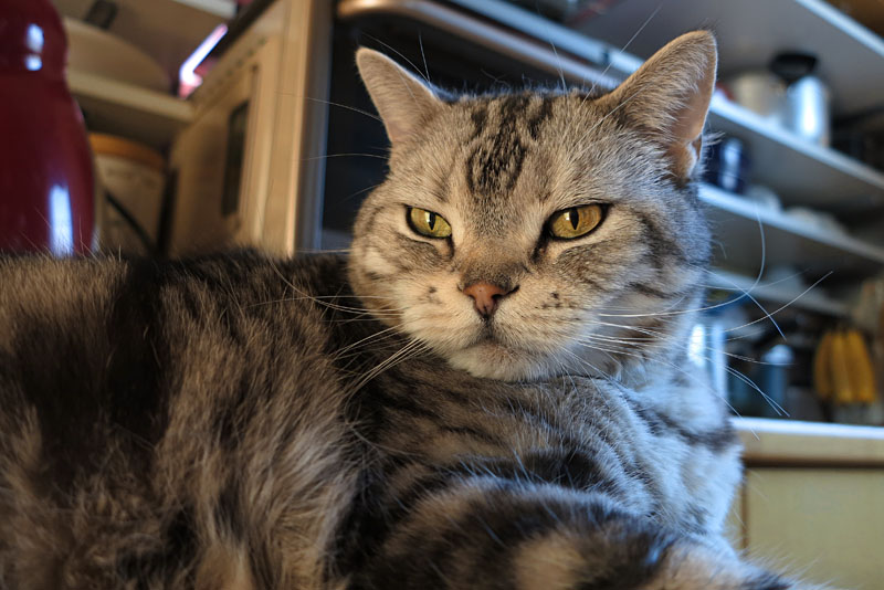 (3)そんなことより猫缶くニャさい。おまえは。