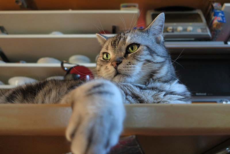 (4)ササミでもいいです。あとカリカリも好き。