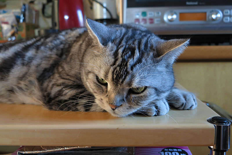 (6)眠くなってきたの。あと猫缶をくニャさい。