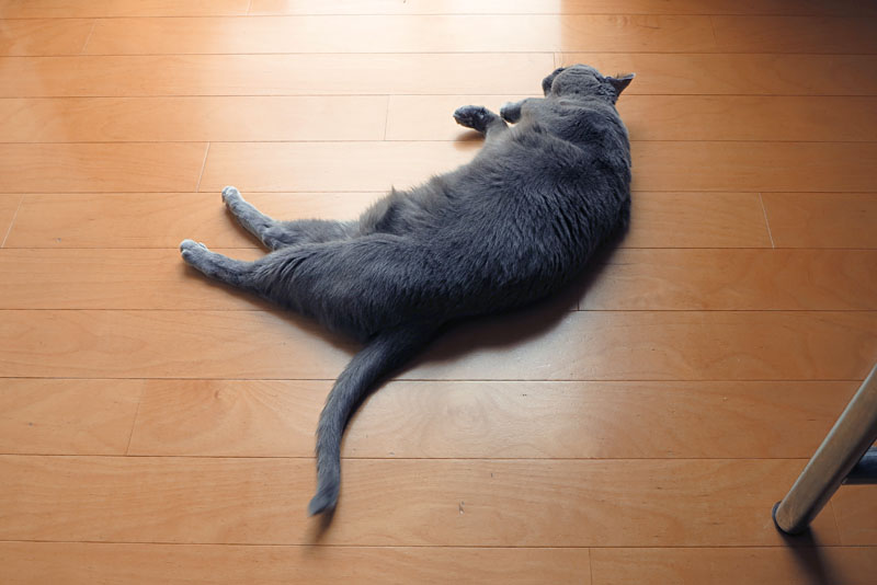 (1)あっ。うか様が行き倒れている!!