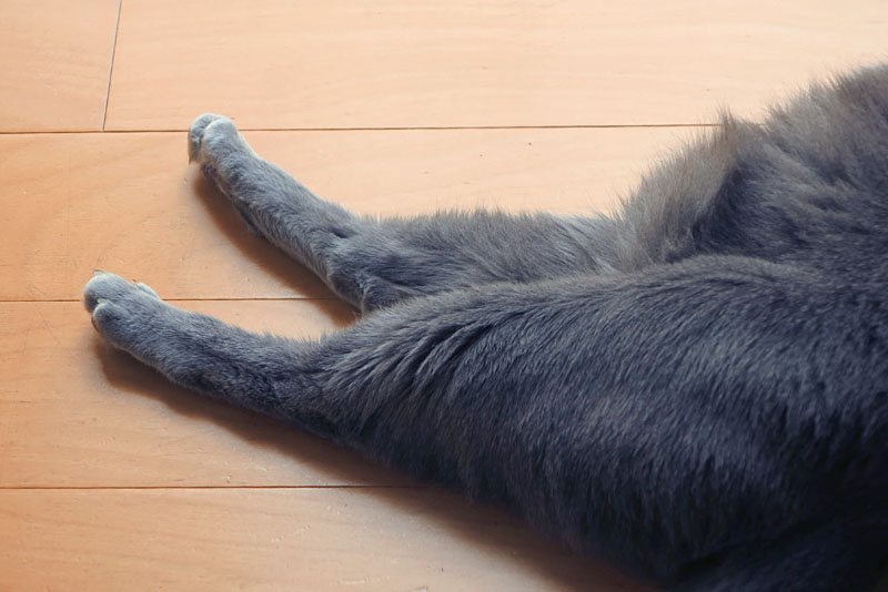 (2)足がピクピクした。生きている!!