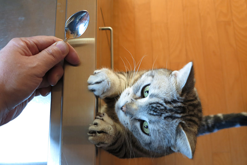 (5)おまえはおまえは。猫缶おくんニャさい。