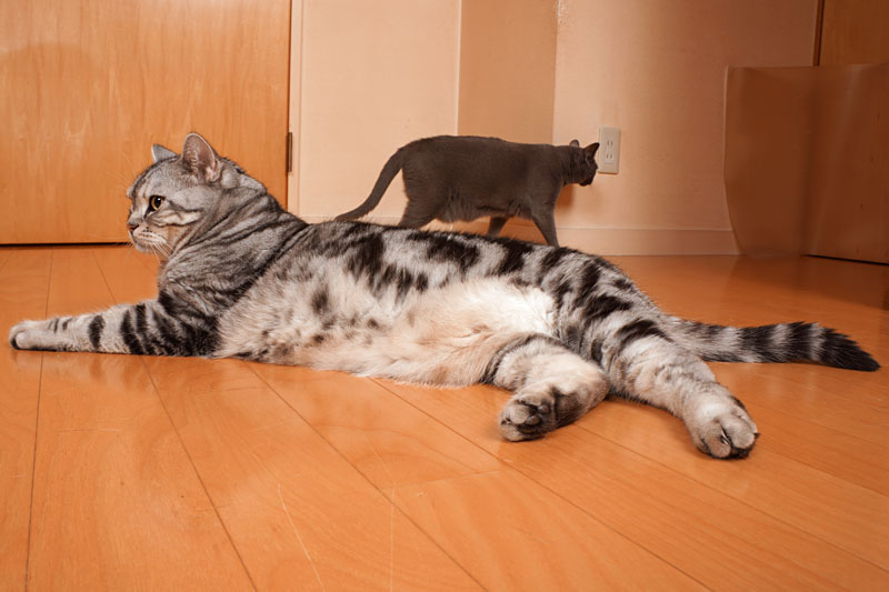 ステニャニングニモコンってニャにかしら？　クルマらしい。うかちゃんはクルマが嫌いよ。ぼくもクルマが嫌いです。ニャ。ニャ。的な。