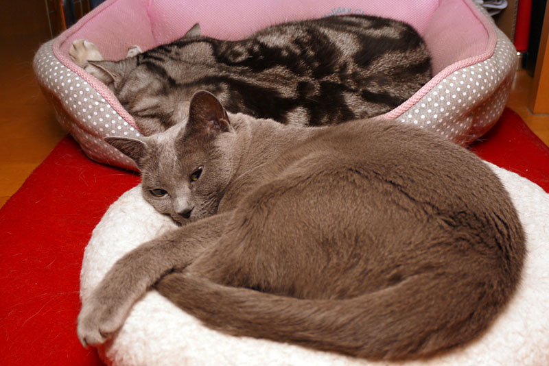 うかちゃんもニャポート電話で話をしてみたいです。ぼぼぼ、ぼくもニャポート電話で話をしてみたいです。ニャ。ニャニャニャ。みたいな。