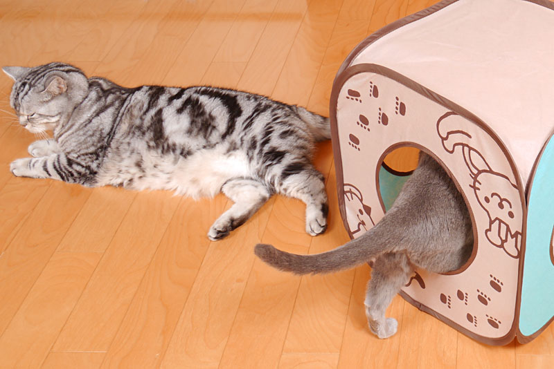 ポキステーニョンってニャにかしら？　折れるらしい。うかちゃんも折りたいニャ。ぼくも折りたいです。ニャ？　ニャニャニャ？　的な。