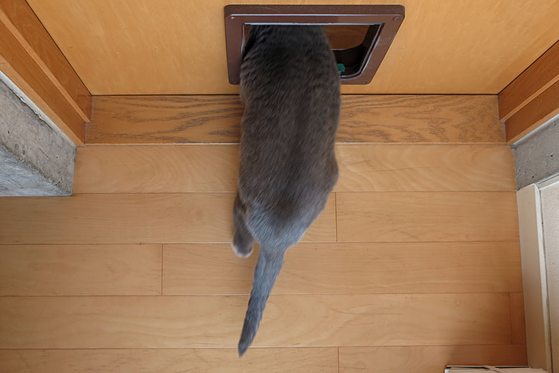 (5)ニャ。ほら開いた。うかちゃんは猫ドアから通過しますよ。
