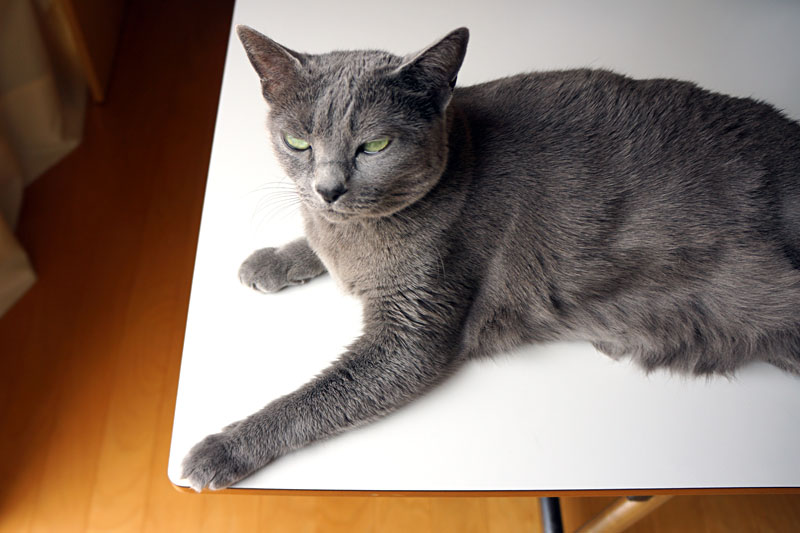 (2)あ。おまえはおまえは。ニャんですかニャんですか