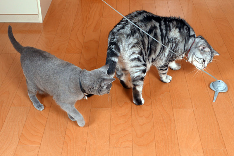 うかちゃんは画面のマウスポインタを捕まえたいの。ぼぼぼ、ぼくもあの矢印を捕まえて殺したいです。ニャニャニャ。ニャニャニャ。的な