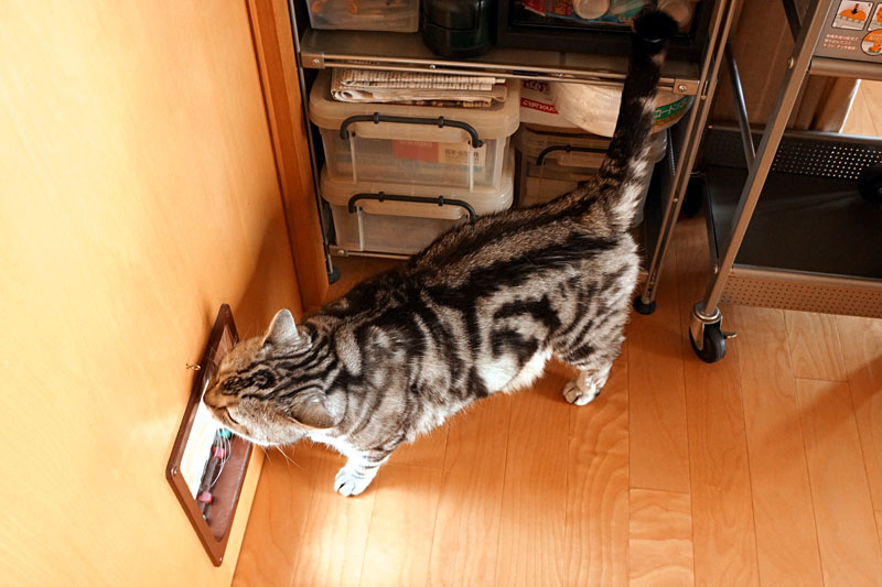 (2)じゃあ猫ドア……から出るのはまだ早い気がするの