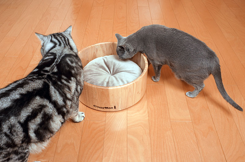 カニャー子機ってニャにかしら？　電話らしい。アニャプタってニャにかしら？　脱着らしい。よくわかんニャいわね。よくわかんニャいです。ニャ。ニャニャ。みたいな。